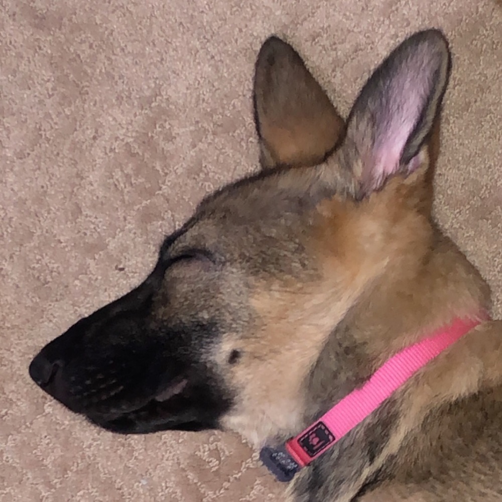 Meet your Posher, Rachel